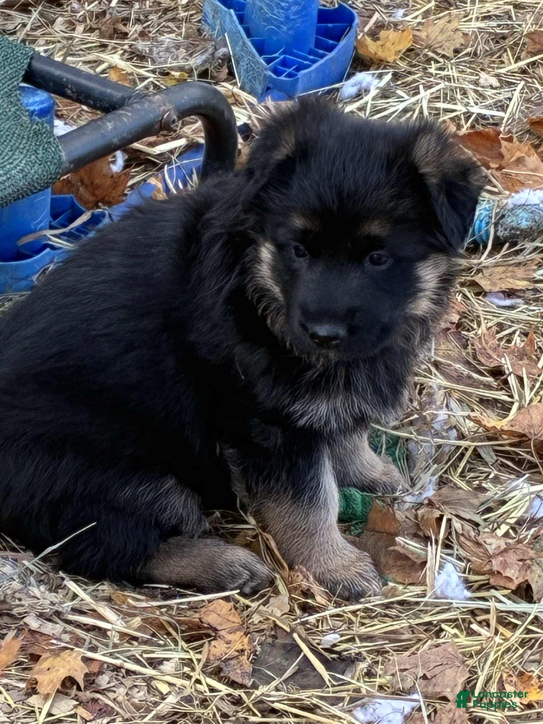 German Shepherd dogs for sale: German Shepherd Puppy 4 - Ad 2