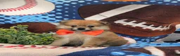 Pomeranian dogs for sale: Boone - Ad 3