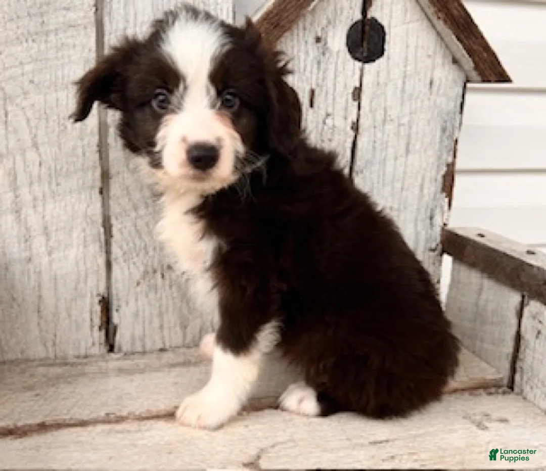 Mini Aussiedoodle dogs for sale: Sally - Ad 2