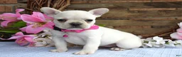 French Bulldog dogs for sale: Fargo - Ad 8