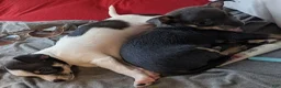 Mixed Breed dogs for sale: Pixie - Ad 4