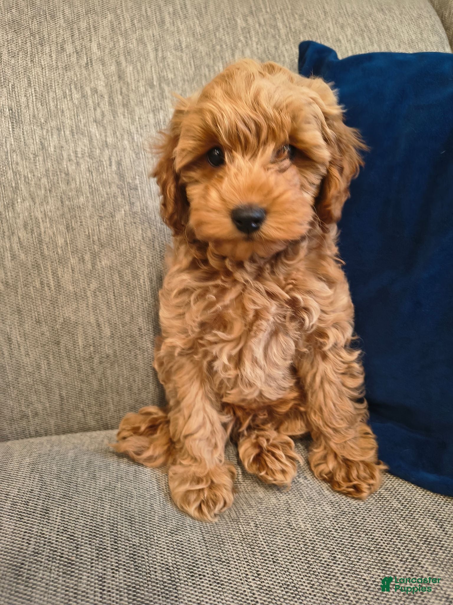 Cockapoo dogs Bear  - Ad 2