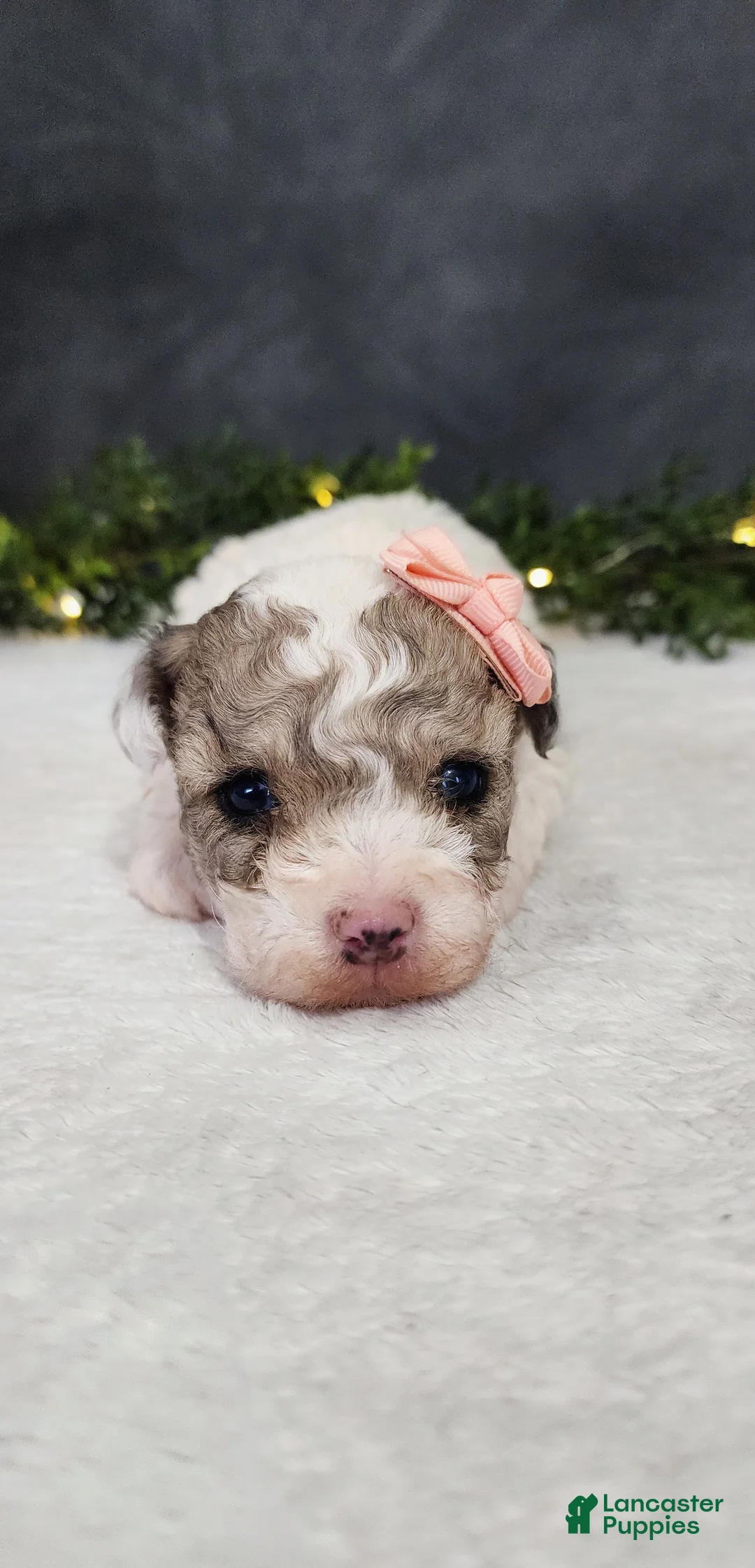 Miniature Poodle dogs for sale: Teddy - Ad 3