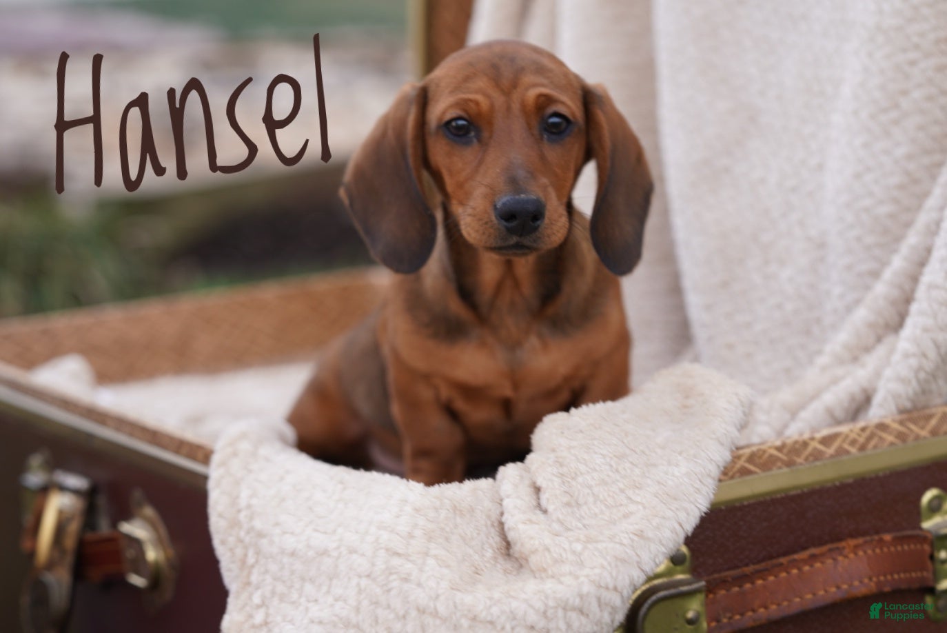 Miniature Dachshund dogs Hansel  - Ad 2