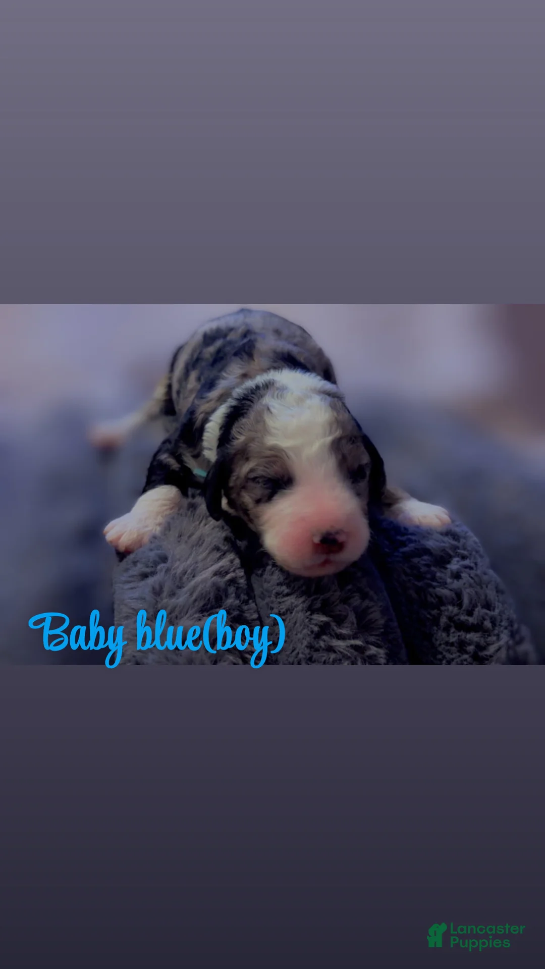 Double Doodle dogs for sale: Baby blue - Ad 2