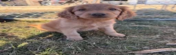Labradoodle dogs for sale: Labradoodle Dark Pink - Ad 1