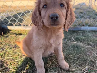 Labradoodle dogs Labradoodle Dark Pink - Ad 34