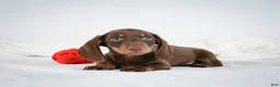 Miniature Dachshund dogs for sale: Asher - Ad 6