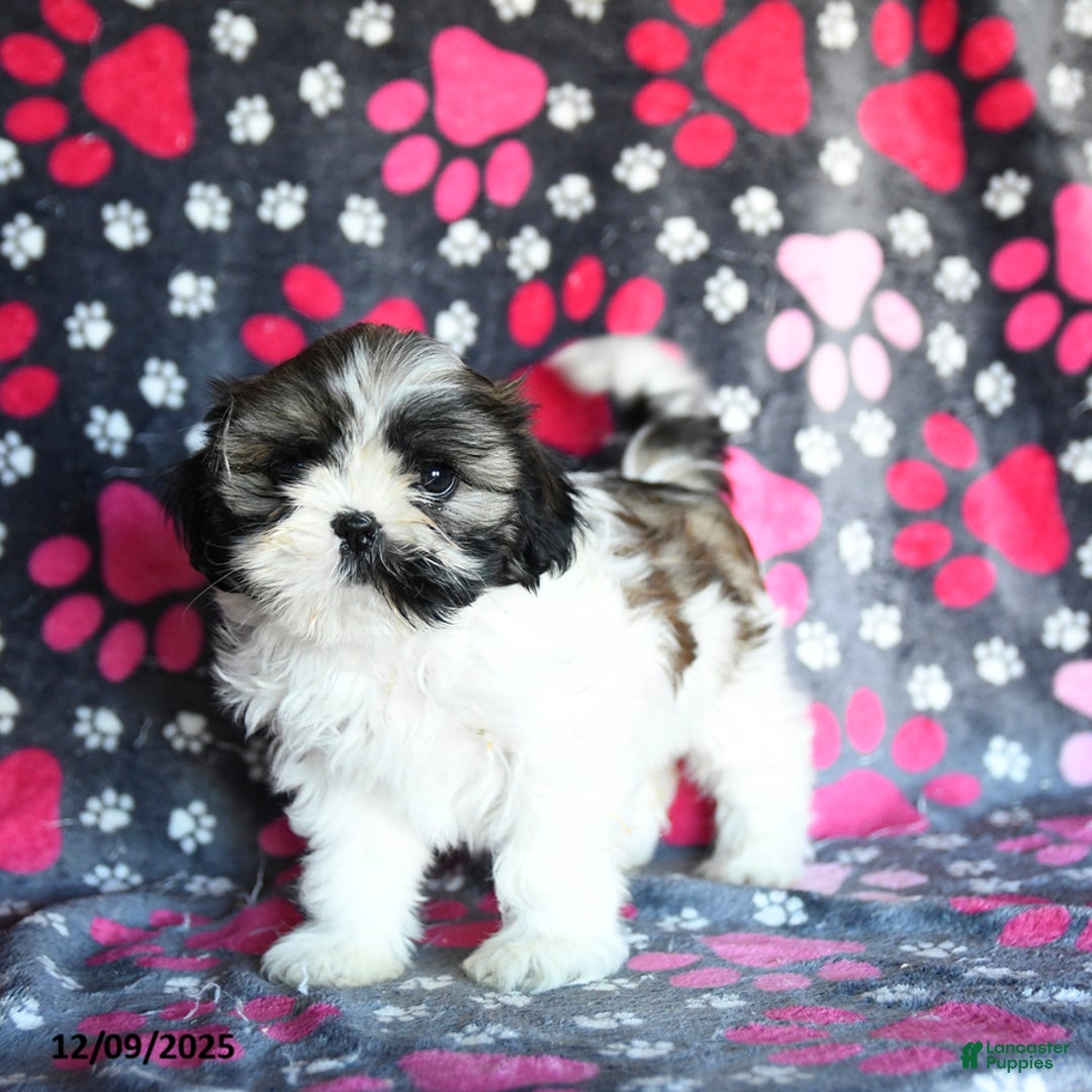 Shihpoo dogs for sale: Midge  - Ad 3