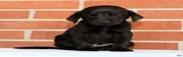 Labrador Retriever dogs for sale: Bently - Ad 8