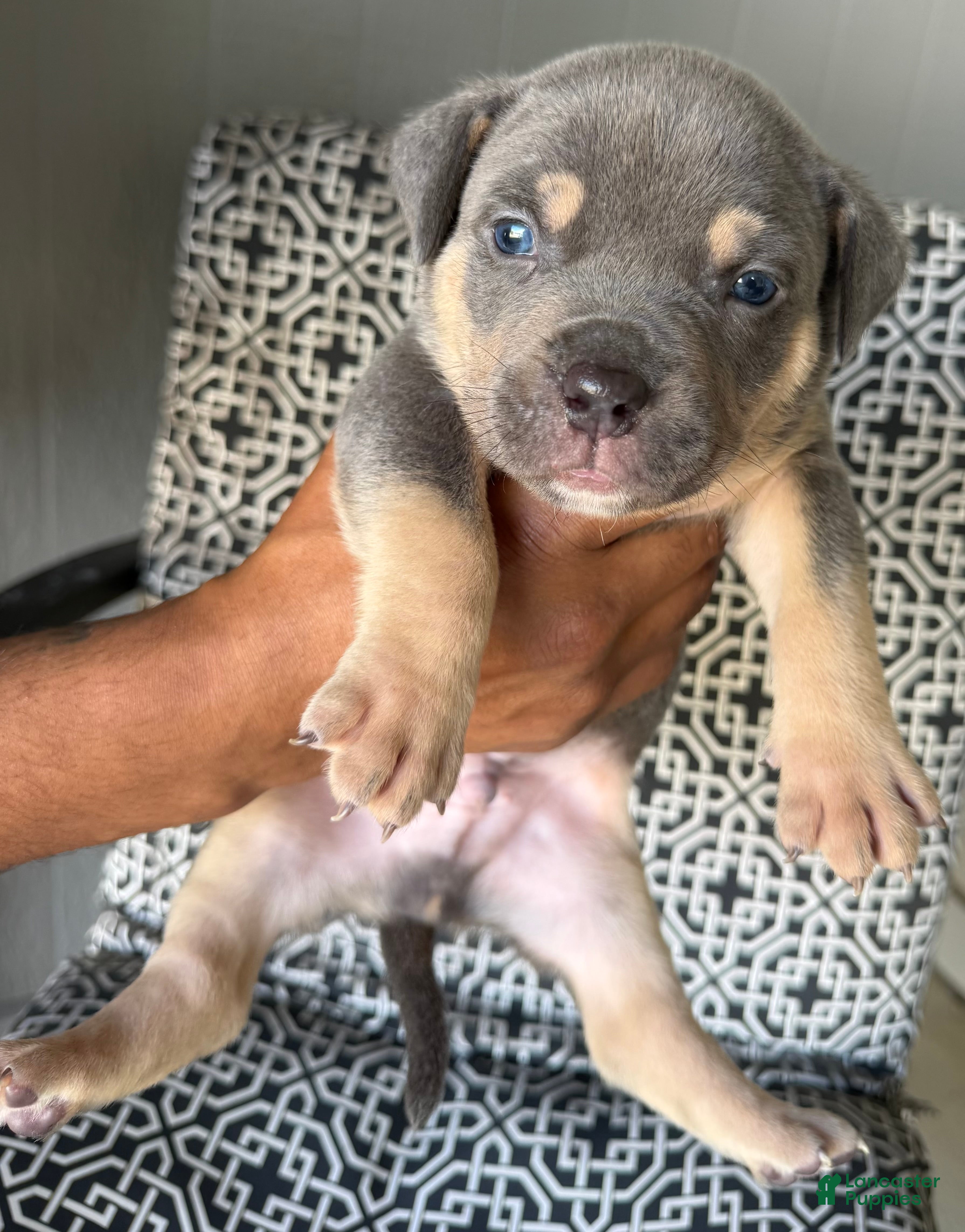American Bully dogs for sale: American Bully 3 - Ad 7