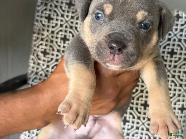 American Bully dogs for sale: American Bully 3 - Ad 7