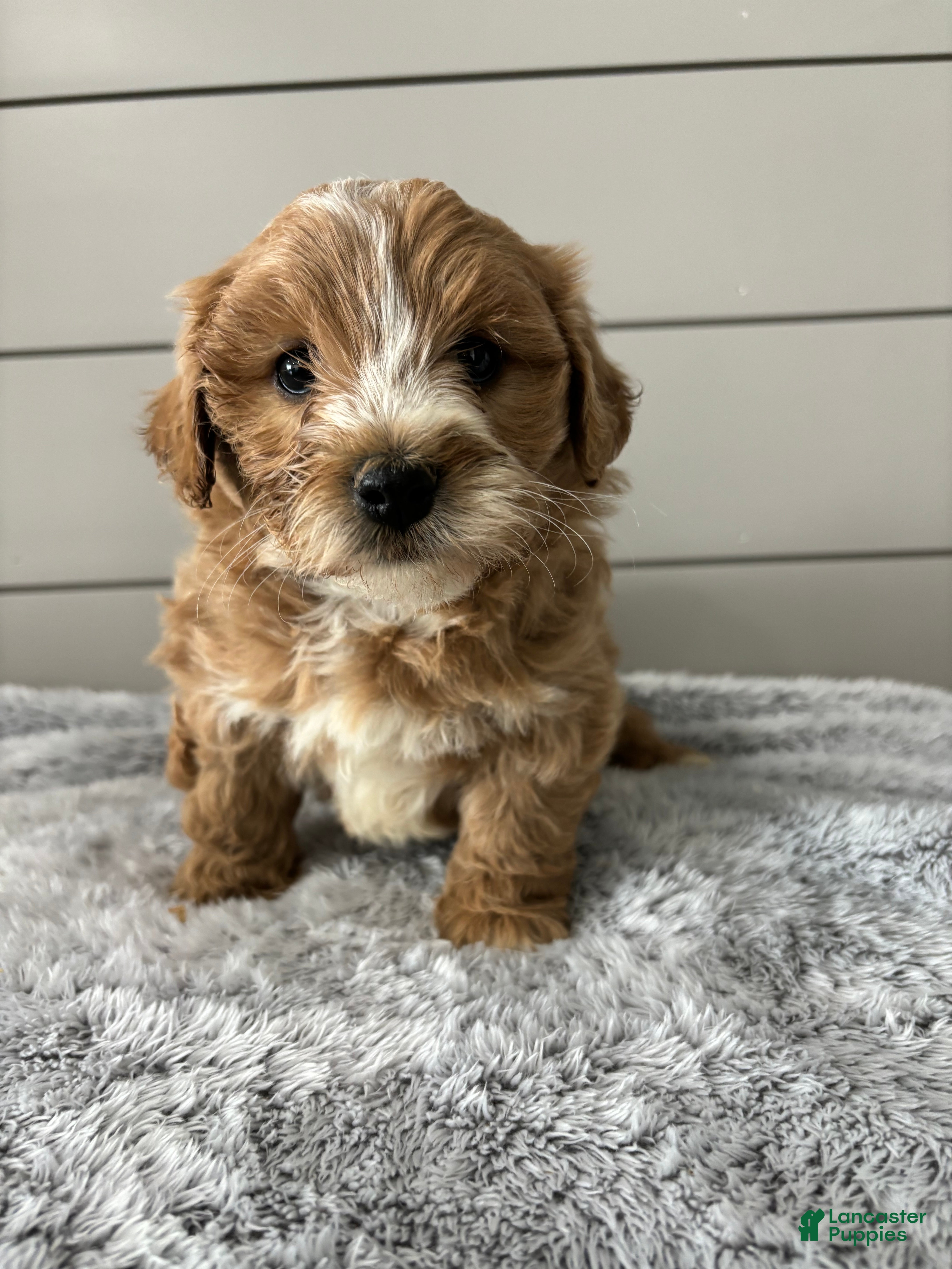 Mini Goldendoodle dogs Bella - Ad 1