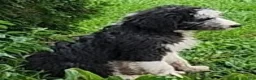 Mixed Breed dogs for sale: Bobby - Ad 3