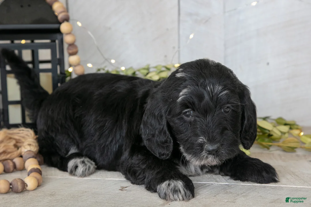 Miniature Labradoodle dogs for sale: Amber - Ad 1