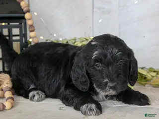 Miniature Labradoodle dogs Amber - Ad 17