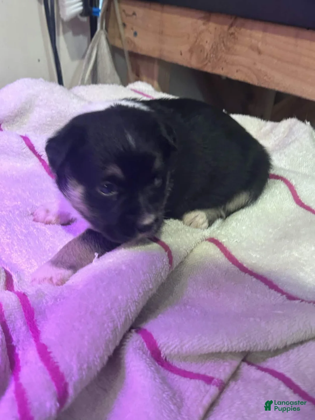 Mixed Breed dogs for sale: Mixed Breed Puppy 3 - Ad 1