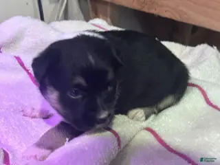 Mixed Breed dogs Mixed Breed Puppy 3 - Ad 29