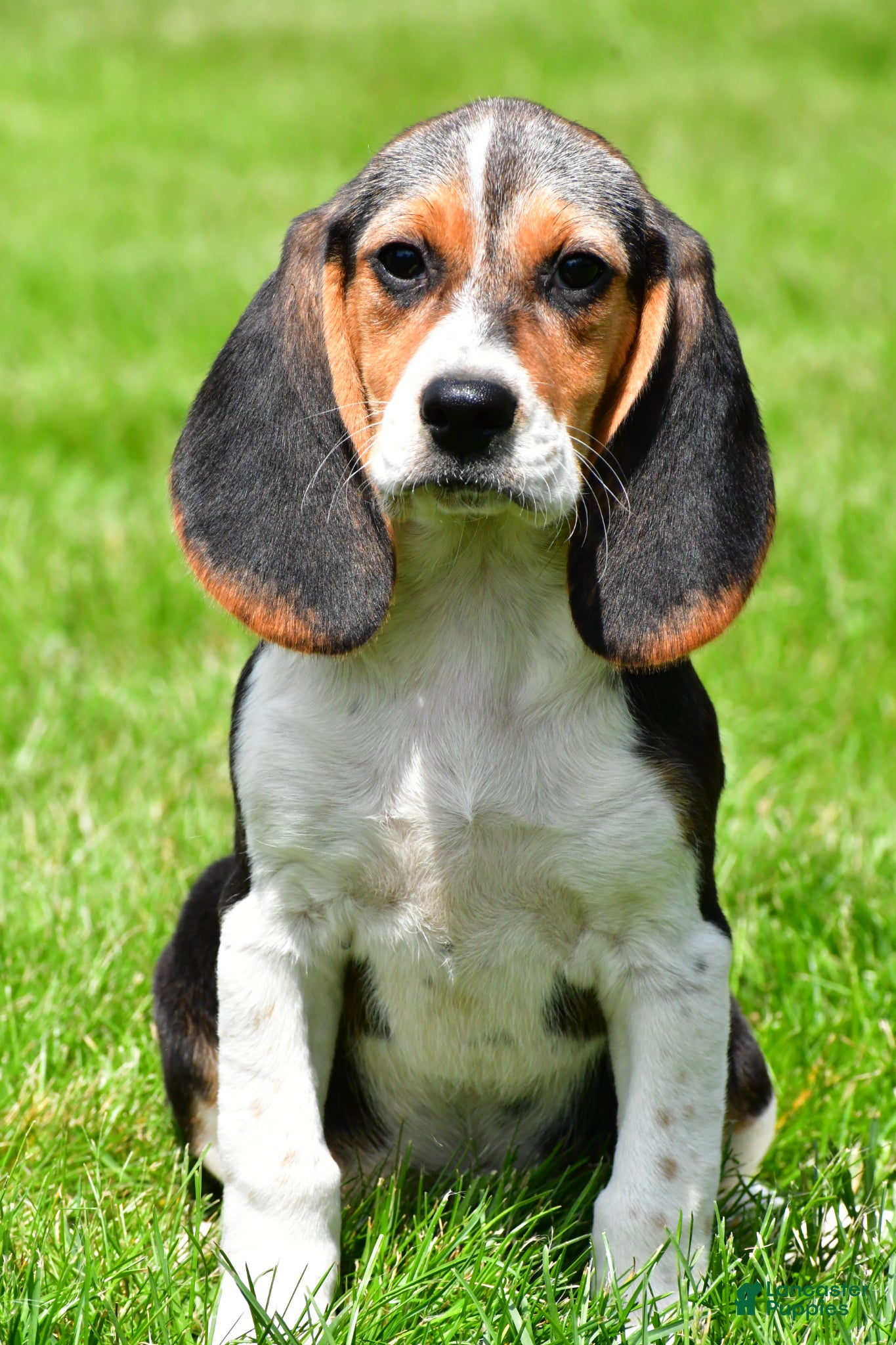 Beagle dogs Sandy - Ad 1