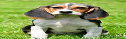 Beagle dogs for sale: Sandy - Ad 1