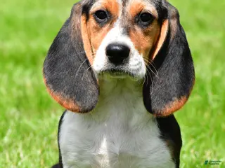 Beagle dogs for sale: Sandy - Ad 1