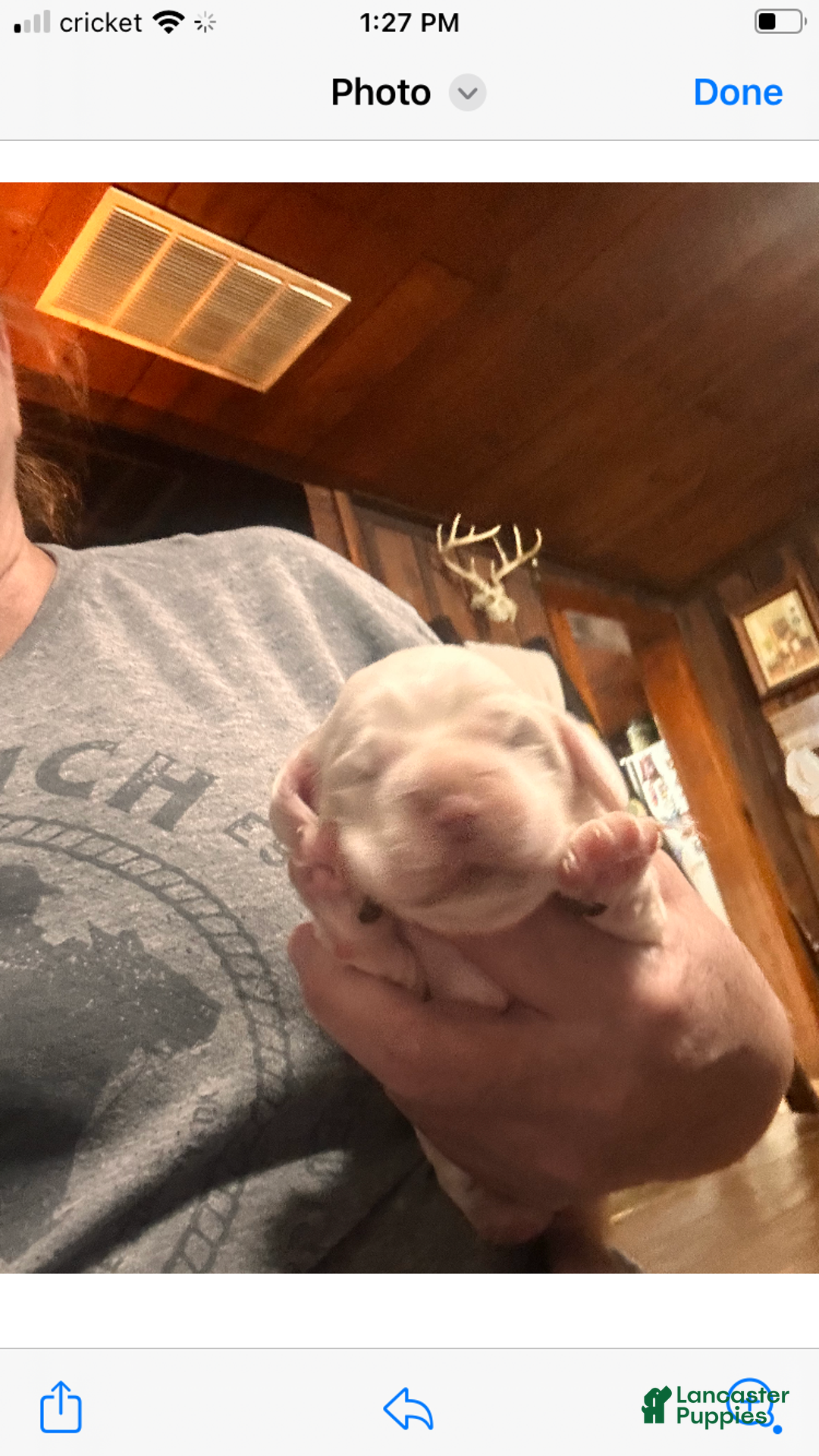 Cocker Spaniel dogs for sale: Momo  - Ad 4