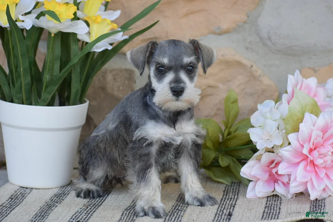 Miniature Schnauzer dogs for sale: Tanya - Ad 1