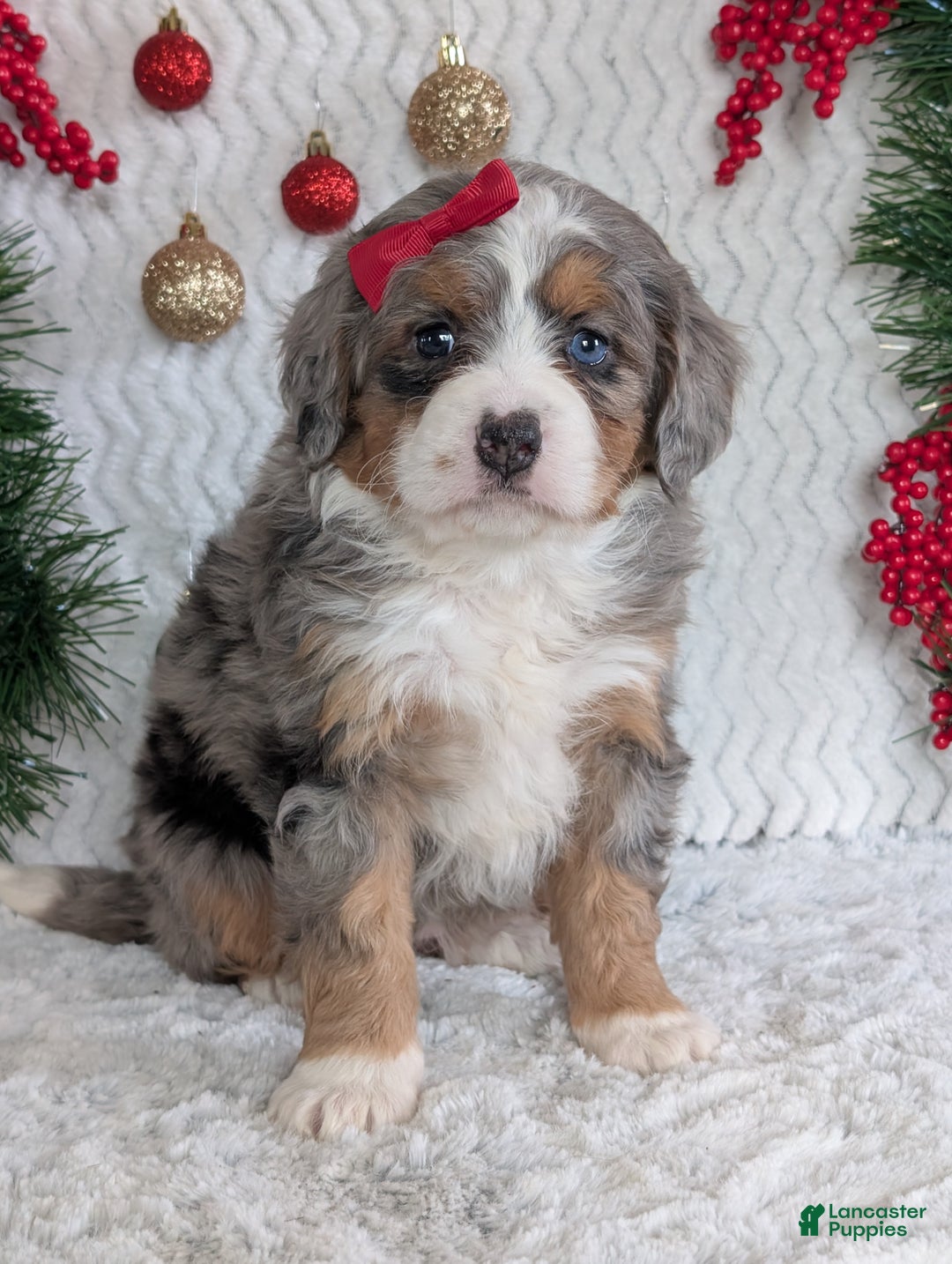 Mini Bernedoodle dogs for sale: Mini Daisy  - Ad 9