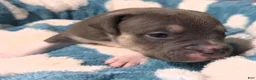 American Bully dogs for sale: "MICHAEL JACKSON" / BLUE TRI COLOR - Ad 5