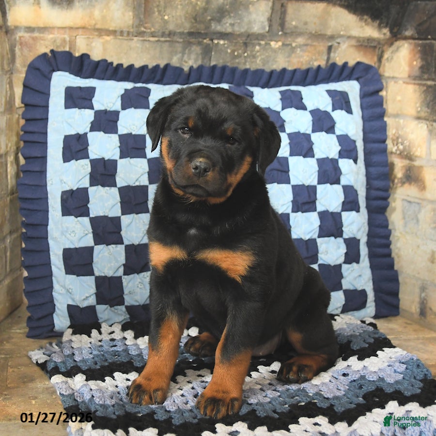 Rottweiler dogs Raven - Ad 19