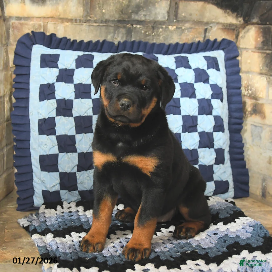 Rottweiler dogs for sale: Raven - Ad 1