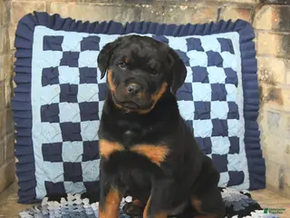 Rottweiler dogs Raven - Ad 19