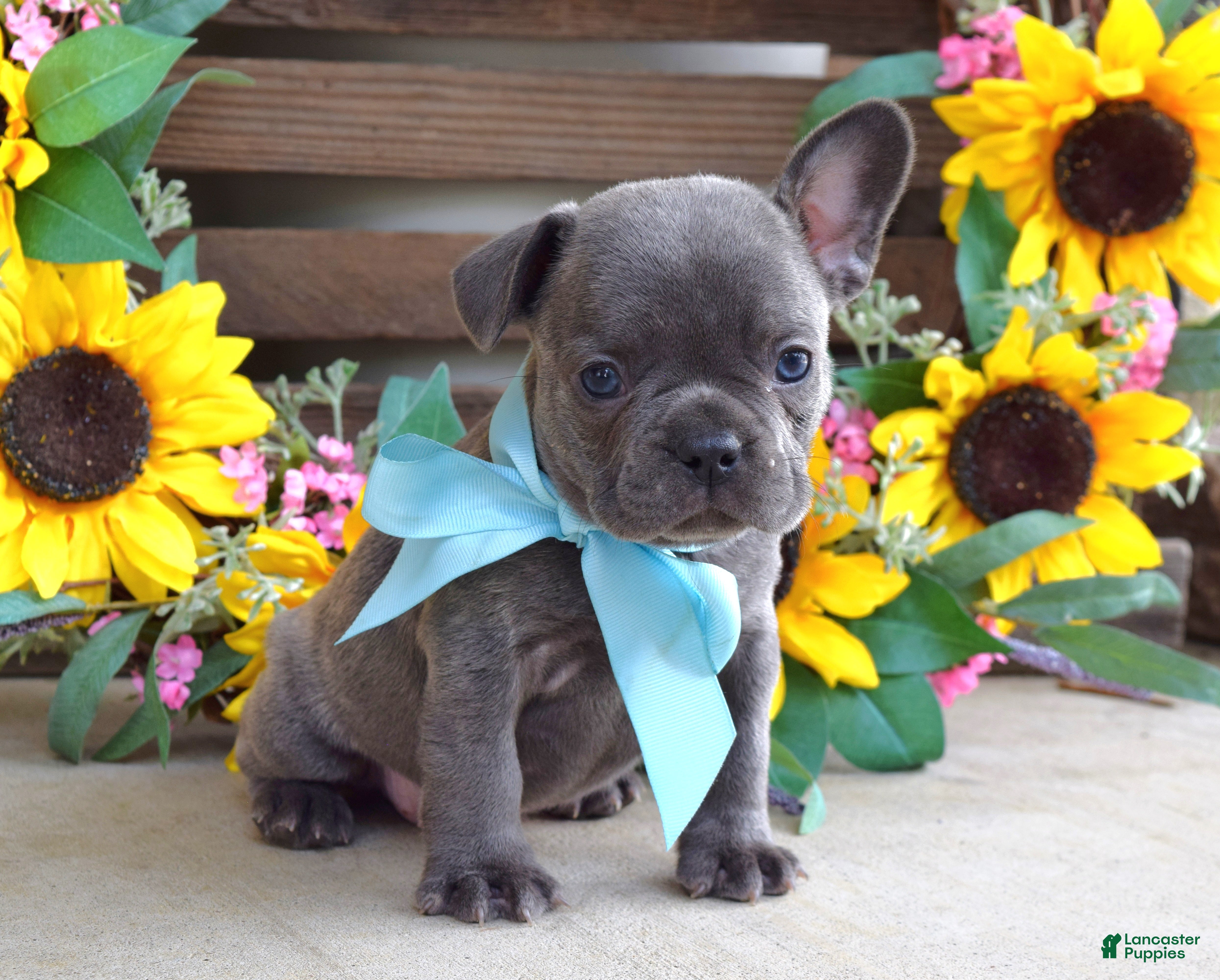 French Bulldog dogs Louie - Ad 1