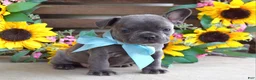 French Bulldog dogs for sale: Louie - Ad 1