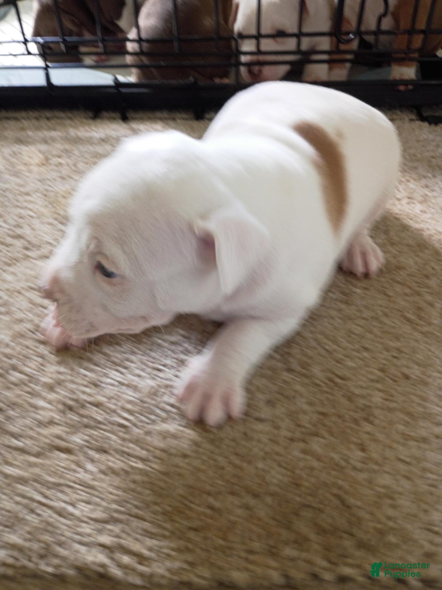 American Pit Bull Terrier dogs for sale: American Pit Bull Terrier 6 - Ad 5