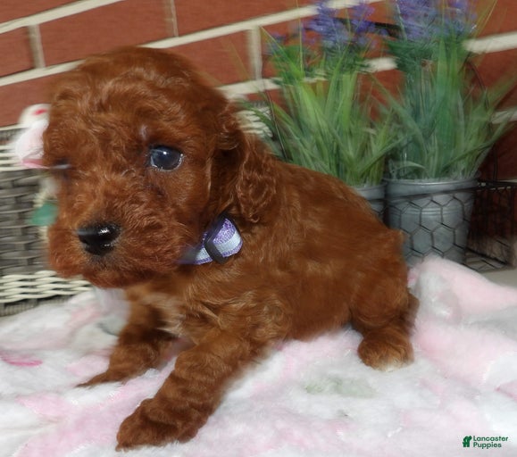 Gallery Image {{count}}