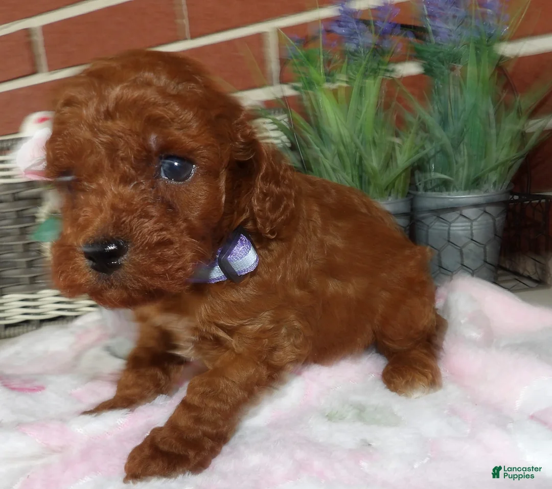 Gallery Image {{count}}