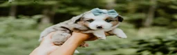 Miniature Australian Shepherd dogs for sale: Bandit - Ad 2