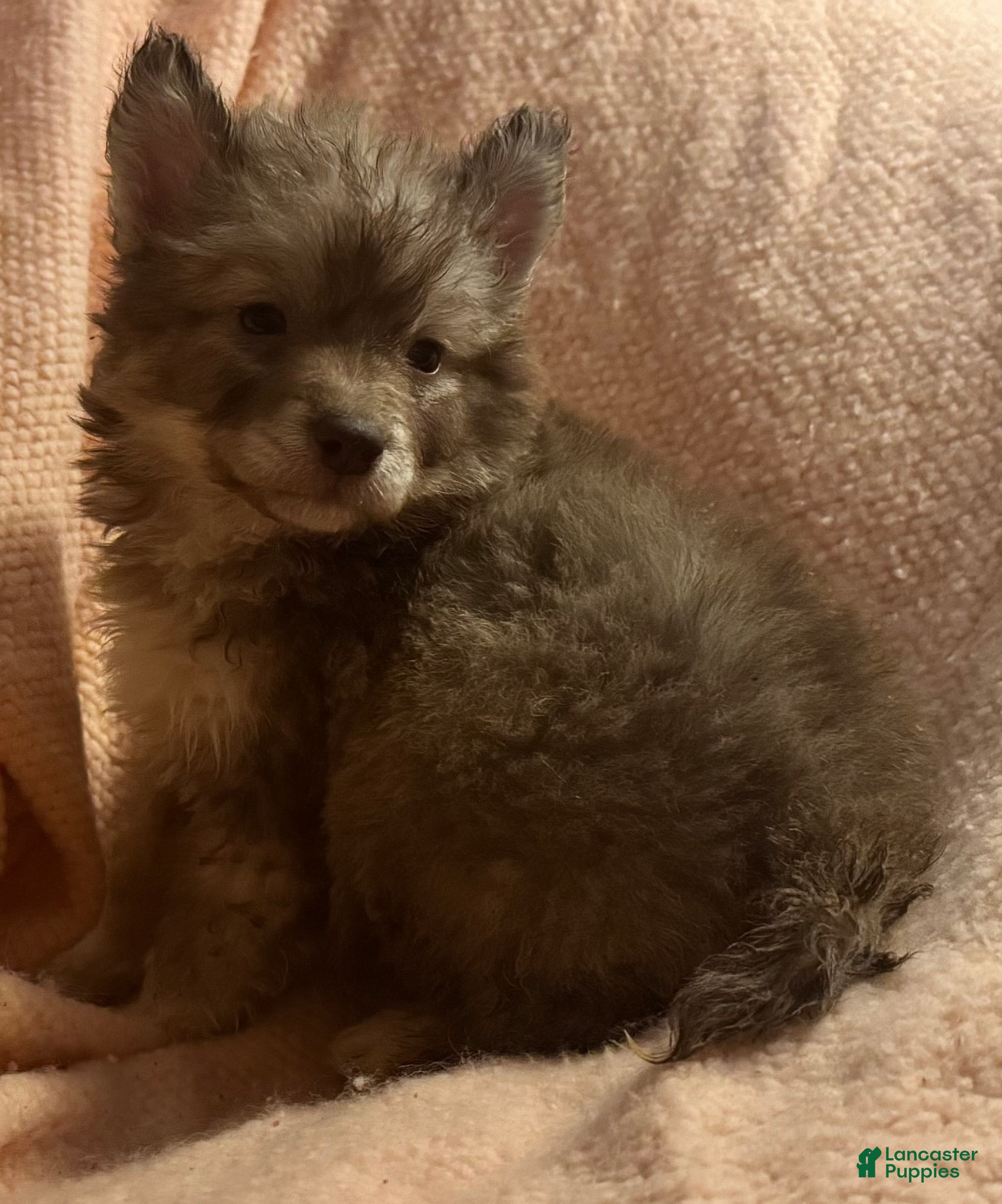 Siberian Husky dogs Vixen - Ad 6