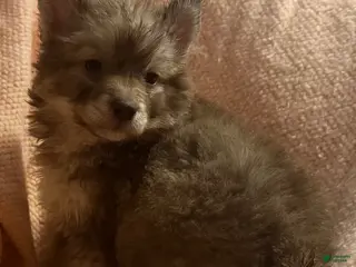 Siberian Husky dogs Vixen - Ad 6