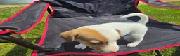 Jack Russell Terrier dogs for sale: Frankie - Ad 7