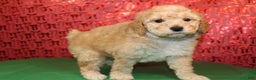 Miniature Poodle dogs for sale: Monty - Ad 2