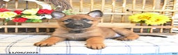 Mixed Breed dogs for sale: Ocean  - Ad 9