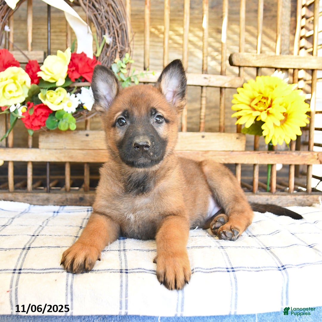 Mixed Breed dogs for sale: Ocean  - Ad 9