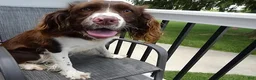 English Springer Spaniel dogs for sale: English Springer Spaniel 1 Daisey - Ad 2