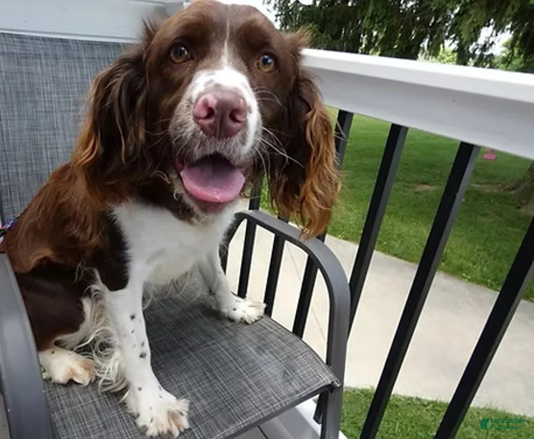 English Springer Spaniel dogs for sale: English Springer Spaniel 1 Daisey - Ad 2