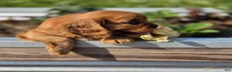 Cavalier King Charles Spaniel dogs for sale: Cavalier King Charles Spaniel 2 - Ad 7