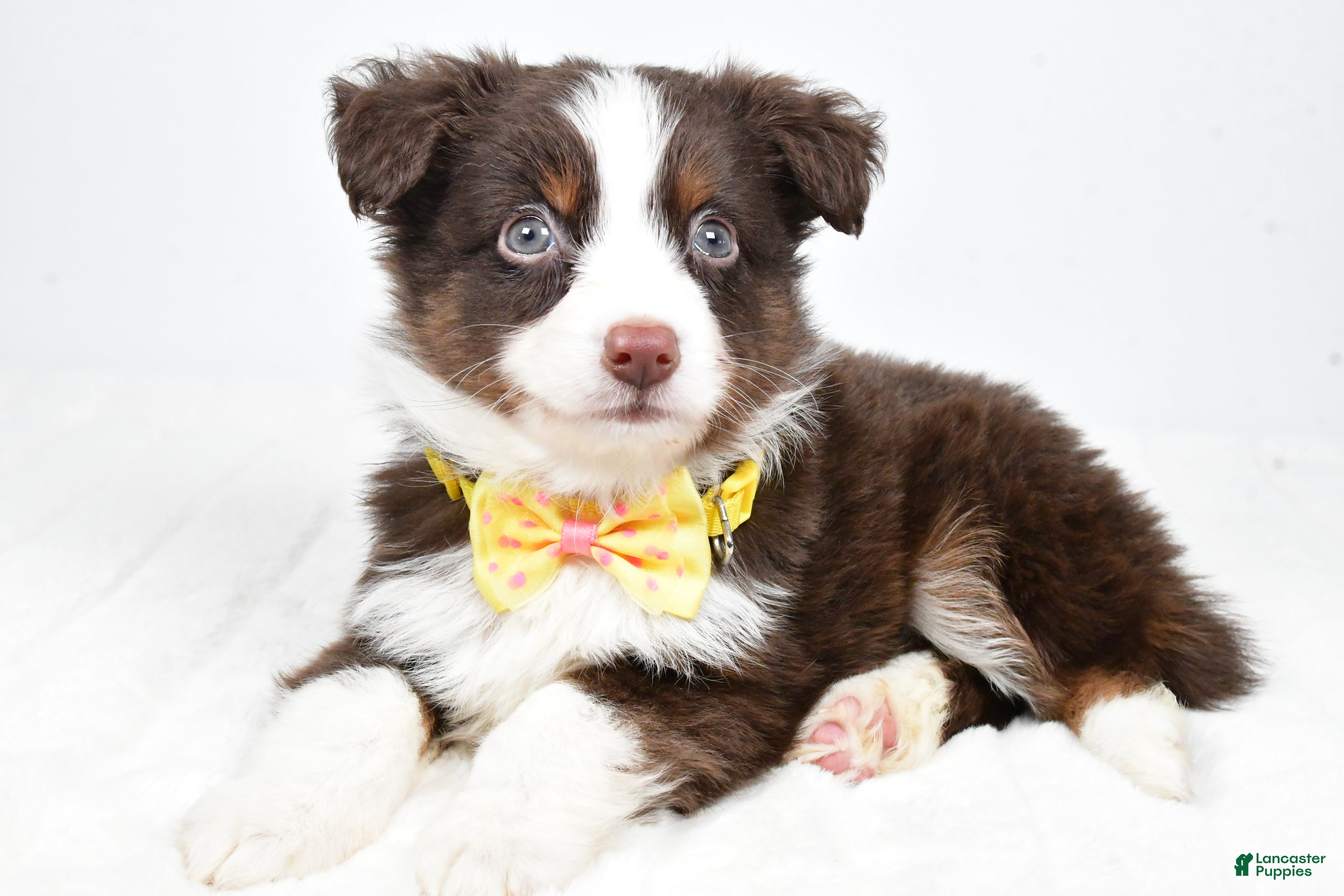 Miniature Australian Shepherd dogs Lincoln - Ad 34