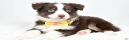 Miniature Australian Shepherd dogs for sale: Lincoln - Ad 1