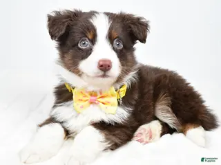 Miniature Australian Shepherd dogs Lincoln - Ad 34